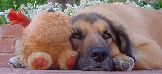 Dog with toy